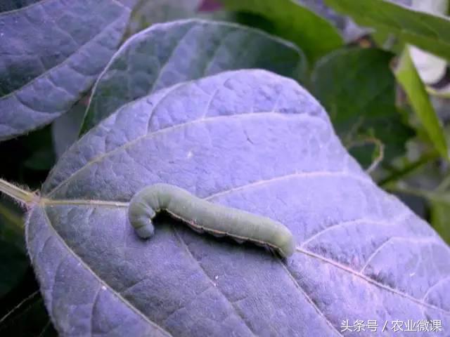 西瓜被虫咬怎么办,西瓜青虫怎么处理