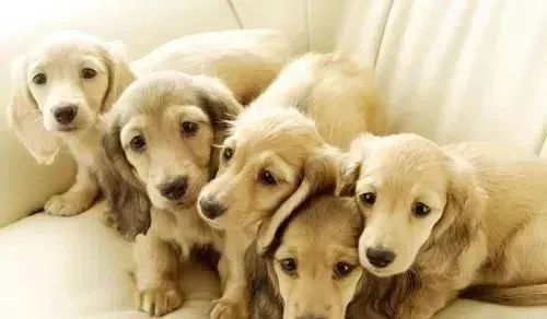 狗狗养护知识大全集,日常护理狗狗皮肤不瘙痒