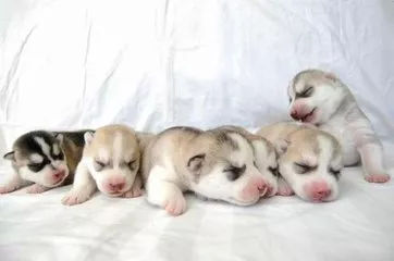 关于狗狗日常护理的视频,狗狗护理驱虫全套