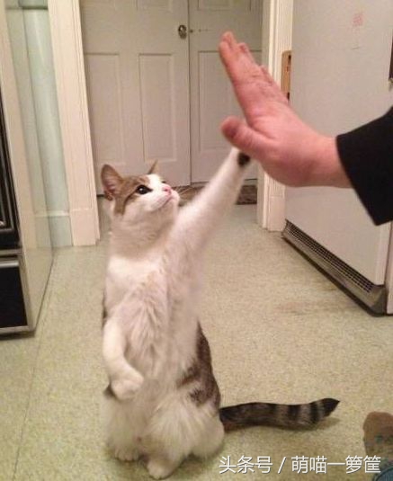 训练猫咪有用吗,训练猫咪时猫咪只知道玩