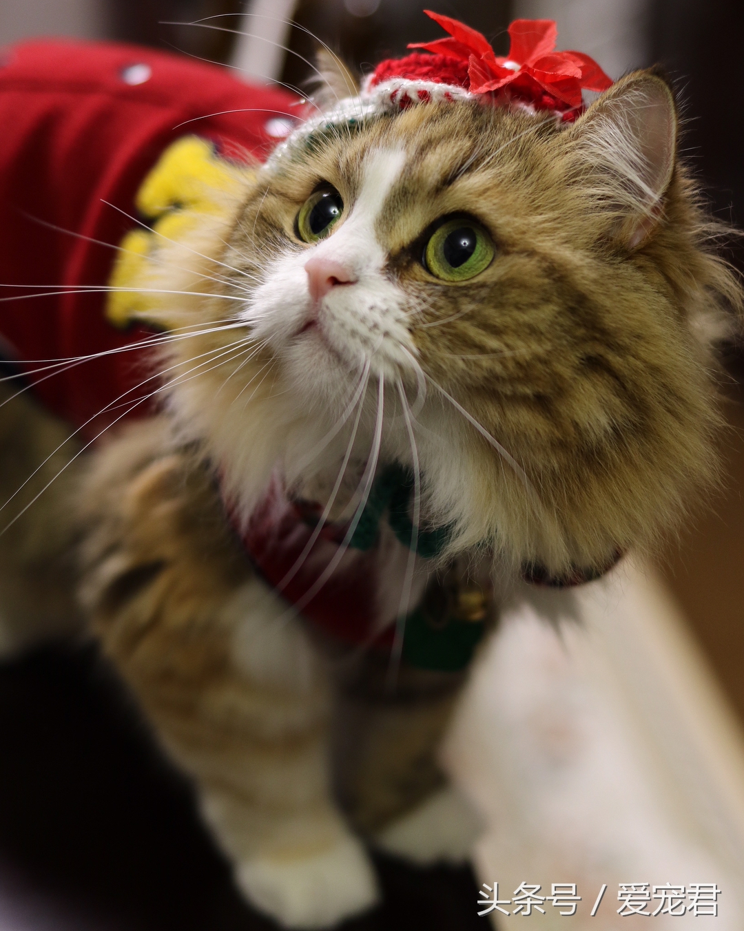 猫咪乱咬东西怎么纠正,猫咪乱咬东西怎么教训它