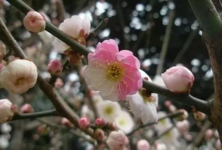 日本梅花品种和中国梅花区别,梅花十大稀有品种哪种梅花最珍贵