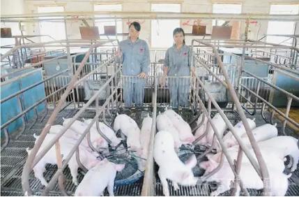 小牧人携手正邦发起电商扶贫行动；双胞胎生猪产业项目落户邯郸