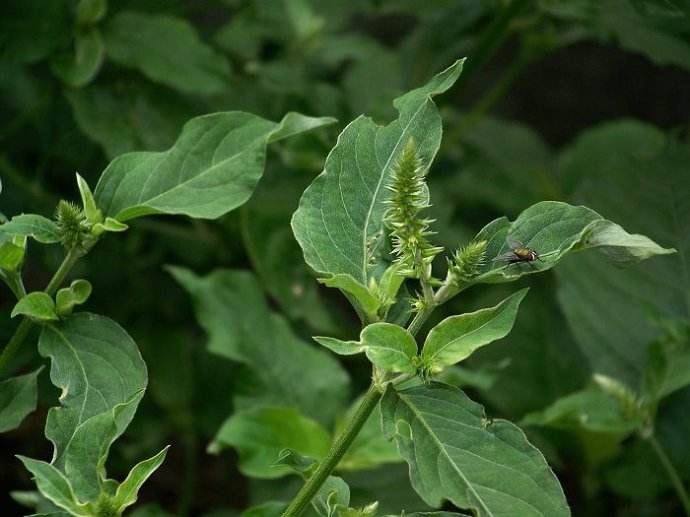 想起以前是错过了多少（中药）牛膝啊？