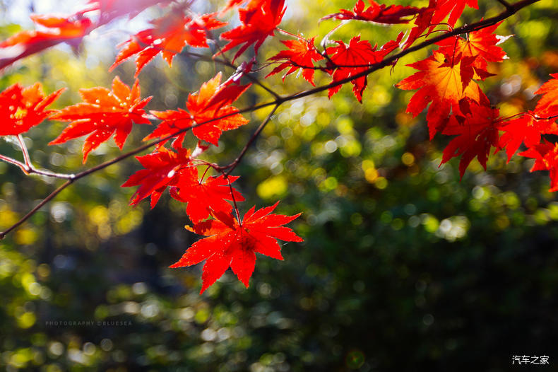 家乡之美美篇,家乡之美原唱完整版