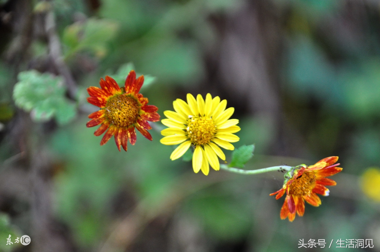 怎么样才能识破诈骗手段,生活处处是骗子套路