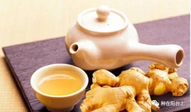 阳台的蔬菜长腻虫怎么办,盆栽蔬菜长虫了怎么办