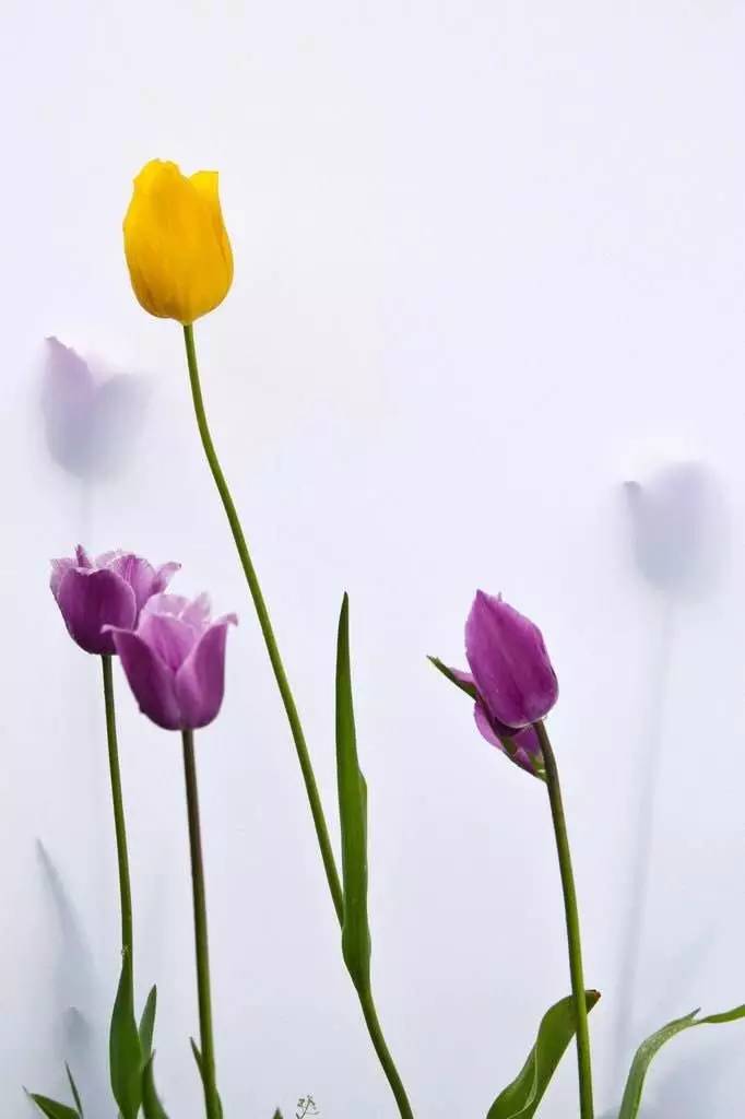 拍摄作品如何投稿人像摄影,摄影作品编辑技巧有哪些