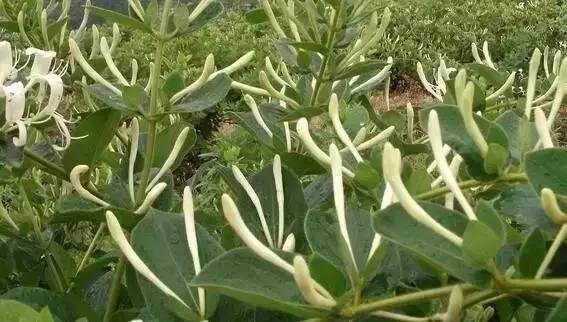 有哪些农业致富好项目值得推荐,农业种植致富项目100例