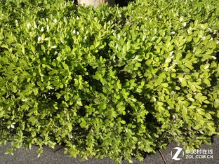 红米note3全网通拍照样张,魅蓝note3对比iphone6