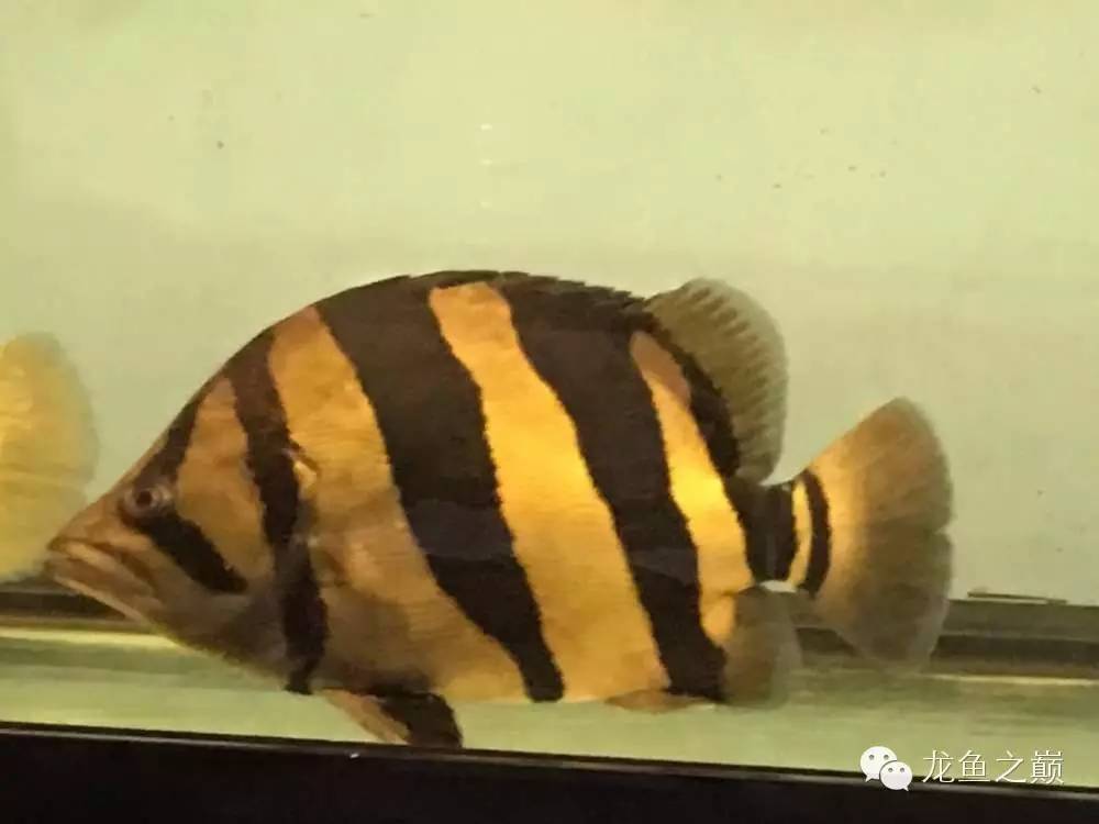 新版泰国虎,老版泰国虎绝版