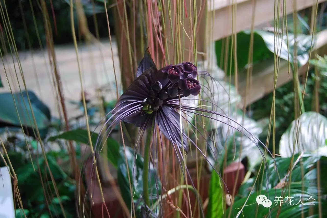 冷知识干货科普植物 (植物大战僵尸2冷门知识)