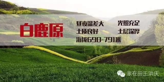 白鹿原采摘大樱桃,去白鹿原采摘樱桃