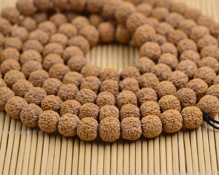 金刚菩提有几种品种图片,金刚菩提顶级品种