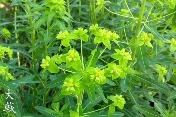 趣谈英文花名,趵突泉山大校区春天