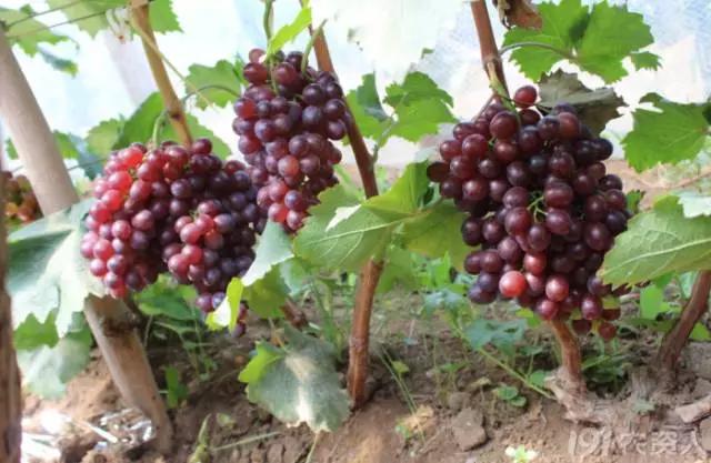 葡萄大小粒的原因及治疗方法,治葡萄大小粒的药