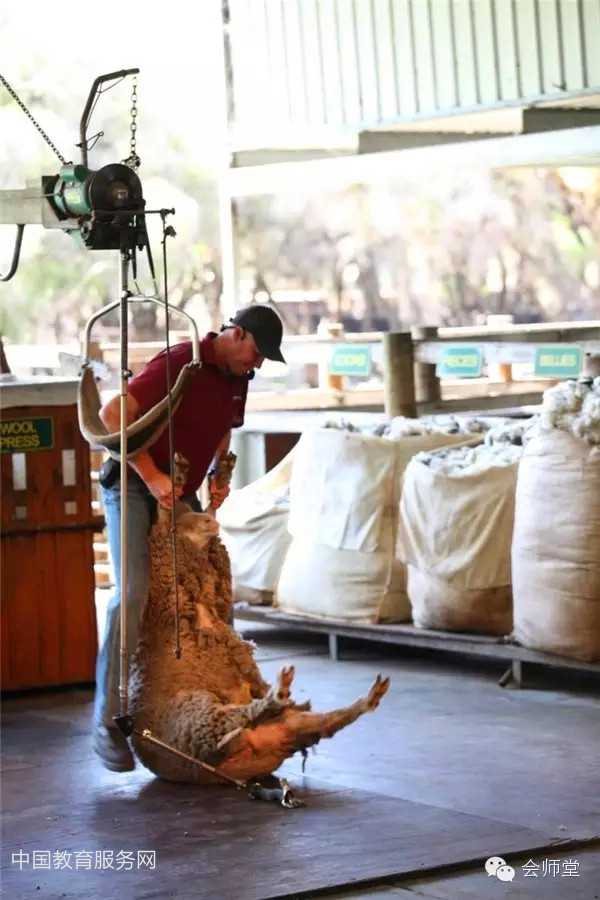 中国教育服务网：澳洲游记-羊毛是这样剪成的