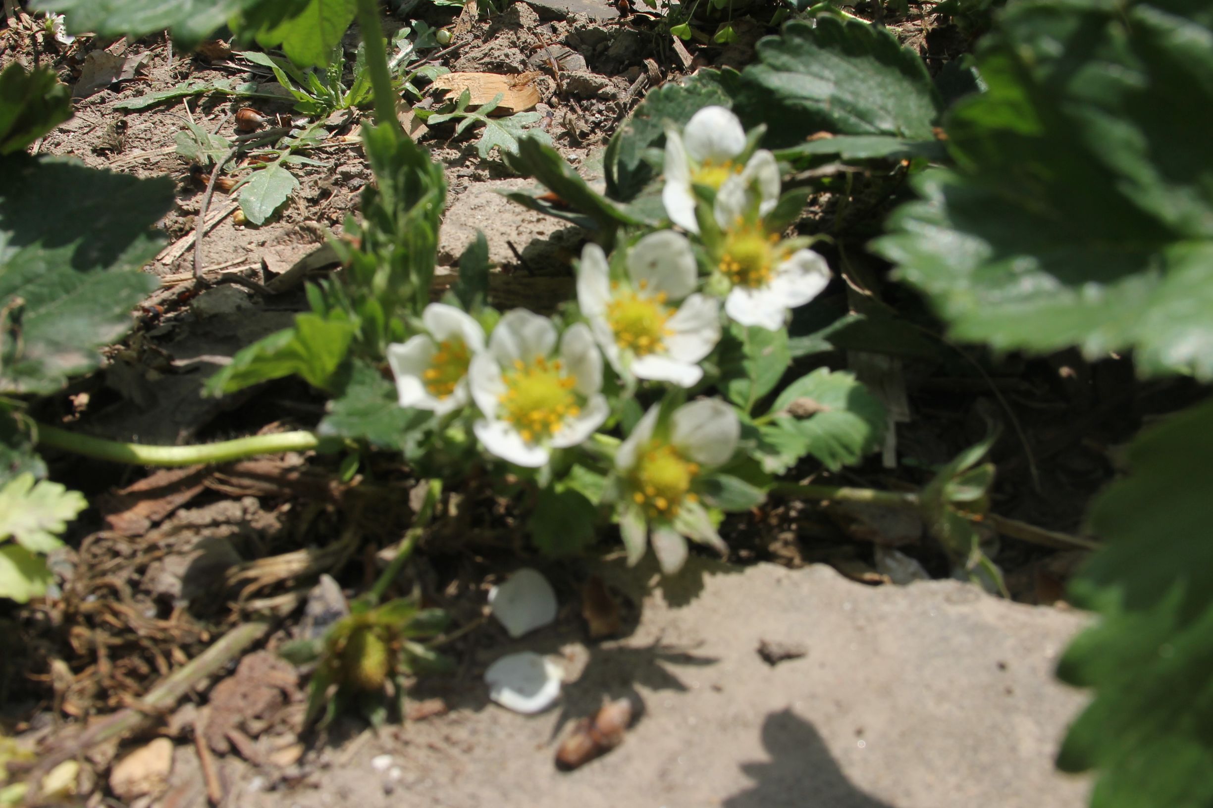 三星s7对比5s,三星s7e和note7