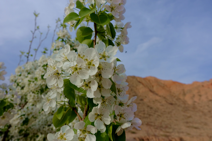 醉美四月天翻唱,醉美贵德