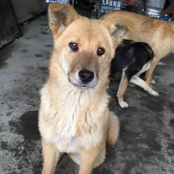 上海领养猫公益,上海领养狗狗店