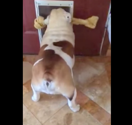 可爱法国斗牛犬,斗牛犬为什么咬东西不松口