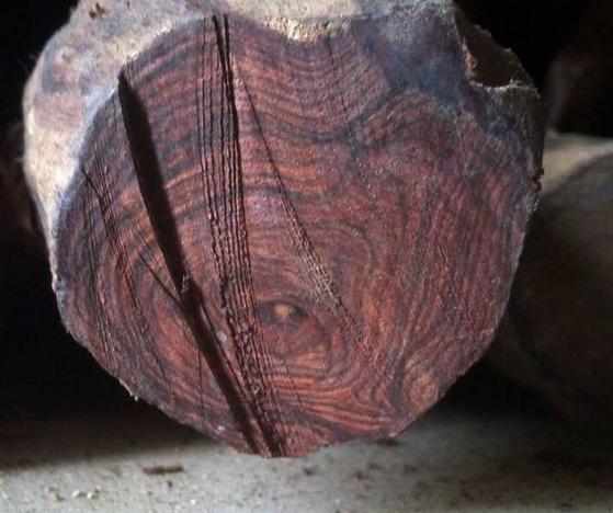 紫檀柳与黄花梨原木对比,紫檀柳木料和黄花梨