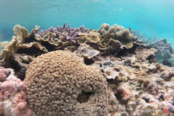 珊瑚海日本,陪你去看海底世界