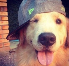 金毛犬犬类智商排名,犬类智商前二十排名