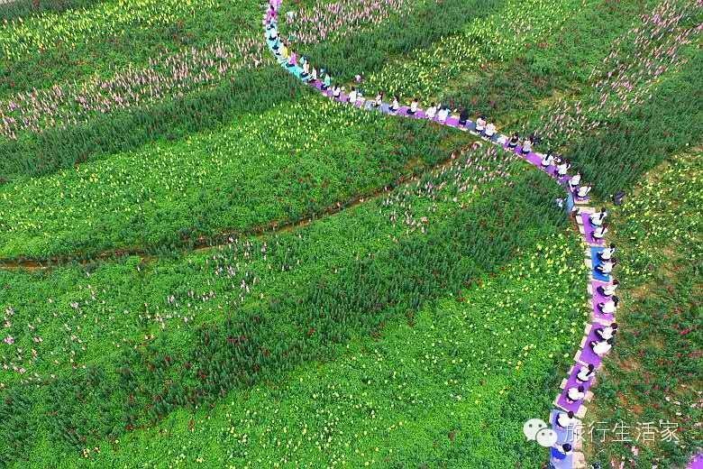 花海中最美的瑜伽,花海中的瑜伽动作