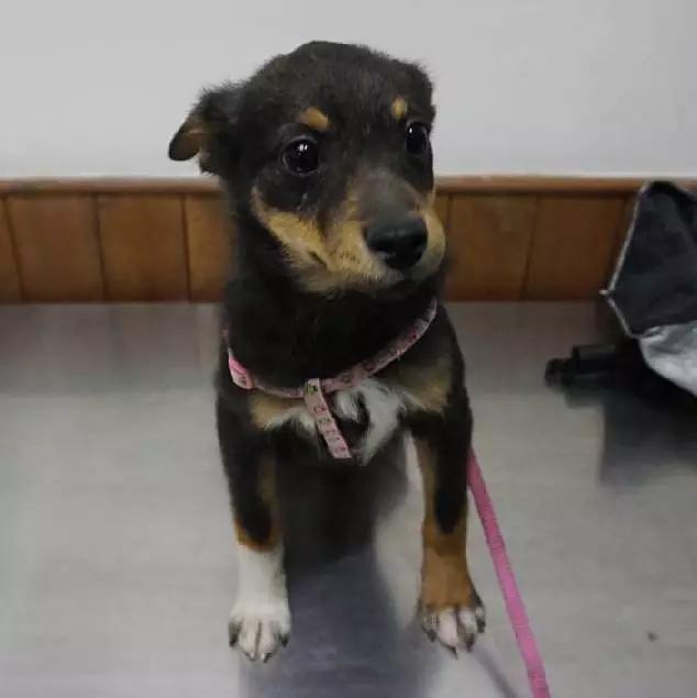 上海领养猫公益,上海领养狗狗店