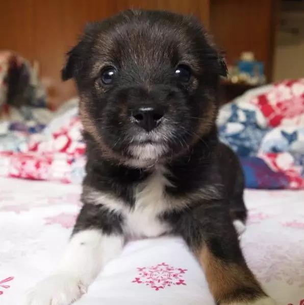 上海领养猫公益,上海领养狗狗店