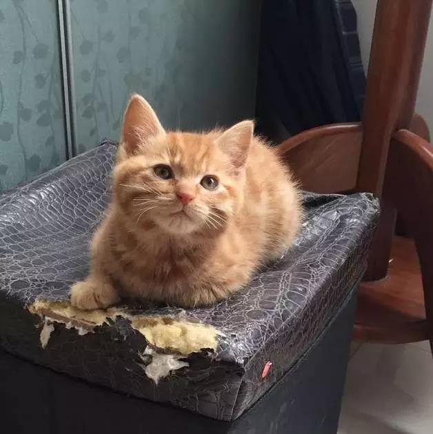 上海领养猫公益,上海领养狗狗店