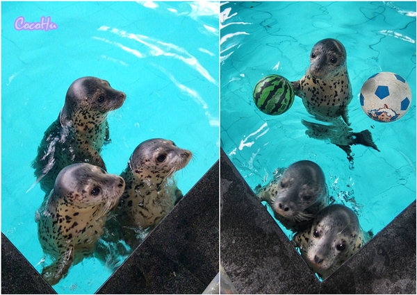中南百草原景区动物园,中南百草原景区动物