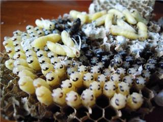 80后儿时的美食记忆,80后记忆中的美味零食你吃过几种