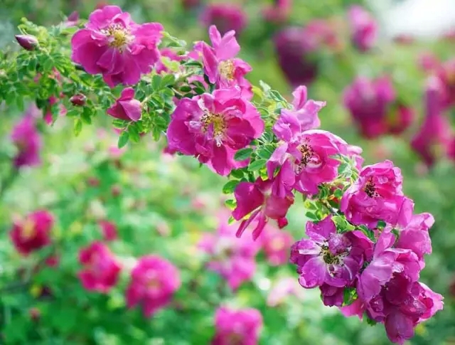 赏玫瑰摘西瓜这个假期有福喽