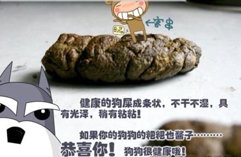 狗狗喜欢吃杂食怎么办,狗狗喜欢吃草怎么解决