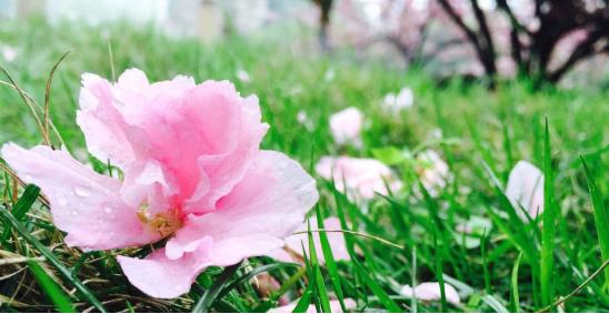 华为p9与华为p9plus区别对比,华为p9和华为p9plus的区别