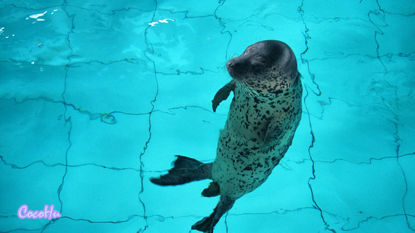 中南百草原景区动物园,中南百草原景区动物