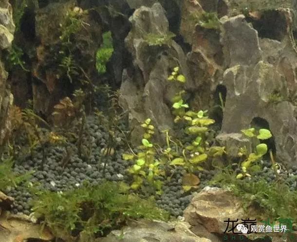 谦虚的新人晒一晒1米缸，“建缸”VS45天后（内涵多张细节图和详解！）