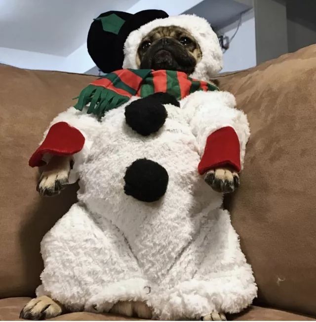 潮狗道格“爷是你无法攀登到的高度”丨每日午间报