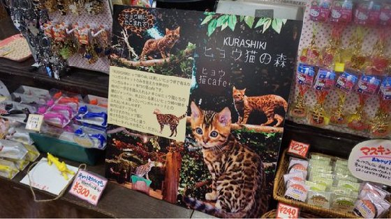 令人不禁着迷的豹纹魅力！日本首间“豹猫咖啡厅”人气开张