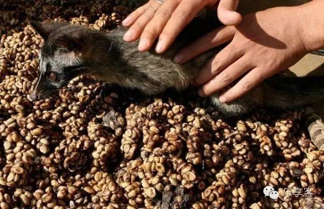 益昌老街猫屎咖啡测评,猫屎咖啡什么牌子最好