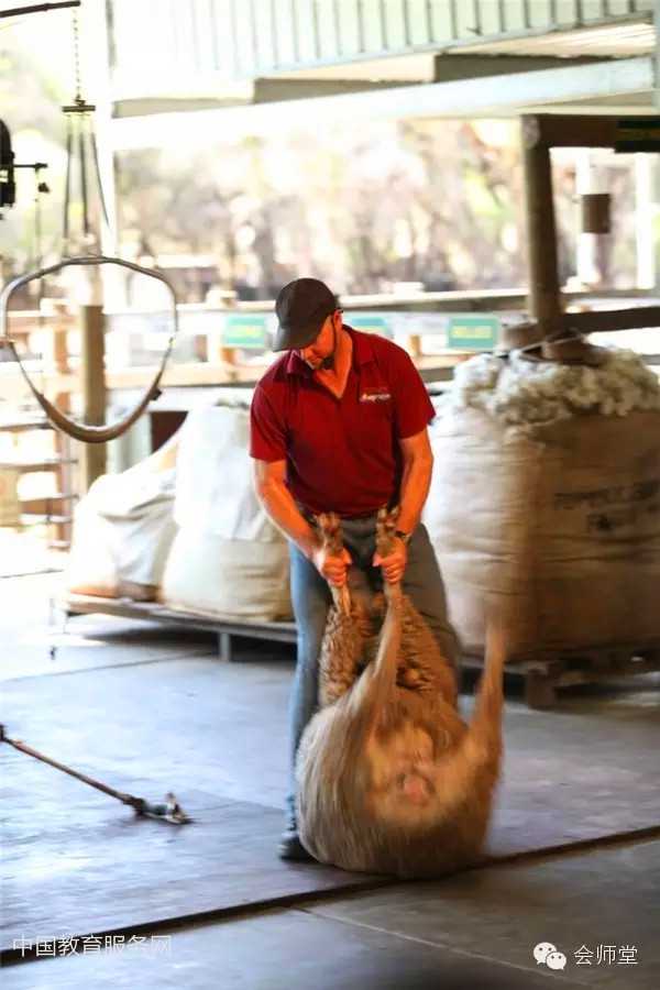 中国教育服务网：澳洲游记-羊毛是这样剪成的