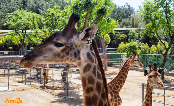 中南百草原景区动物园,中南百草原景区动物