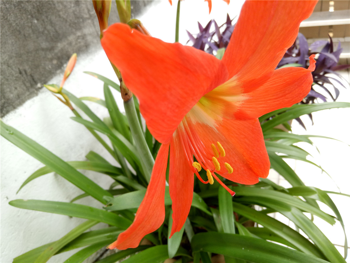 oppor9实测充电5分钟,oppor9充电了吗