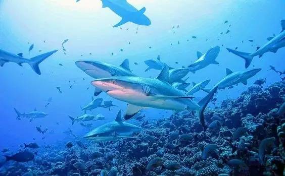 帕劳旅游报价携程,帕劳深度旅游攻略