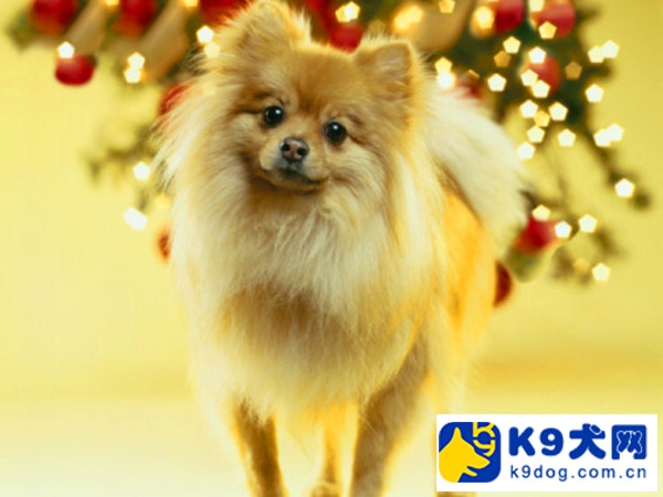 k9大放送——如何解决博美脱毛问题