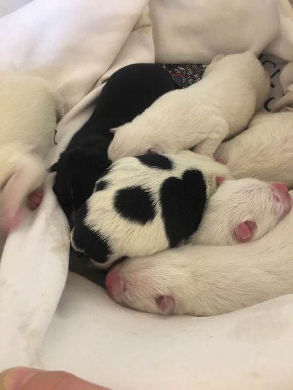 网友拍到一只萨摩耶,网友晒自家狗子