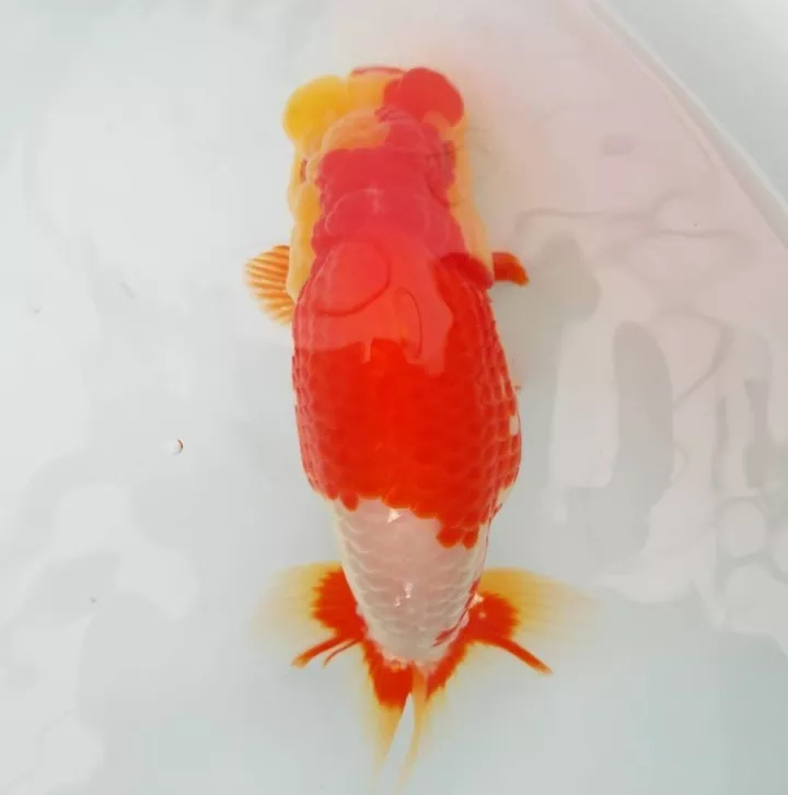 什么样的狮子头金鱼是精品,金鱼中的虎头和狮子头有什么区别