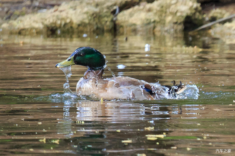 家乡之美美篇,家乡之美原唱完整版